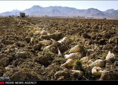 برداشت چغندر قند در چهارمحال و بختیاری شروع شد