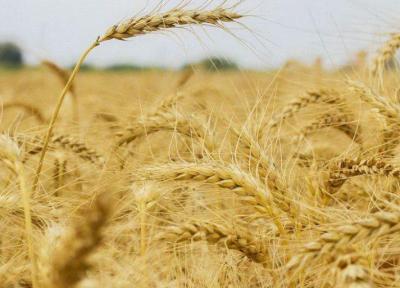صعود قیمت گندم در بازارهای جهانی