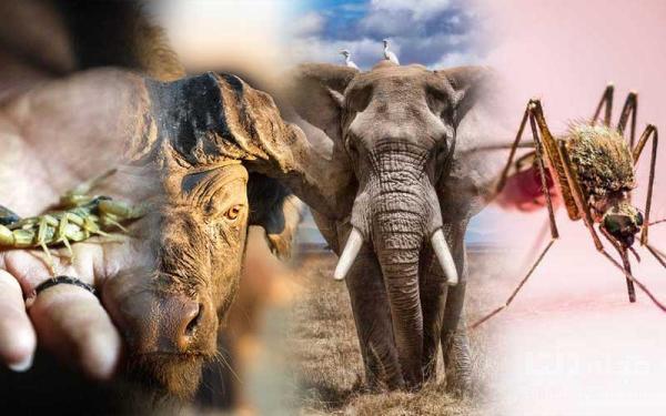 5 جانور خطرناک و کشنده دنیا را بشناسید!