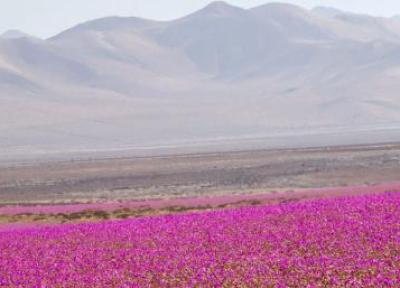 معجزه باران در خشک ترین صحرای دنیا